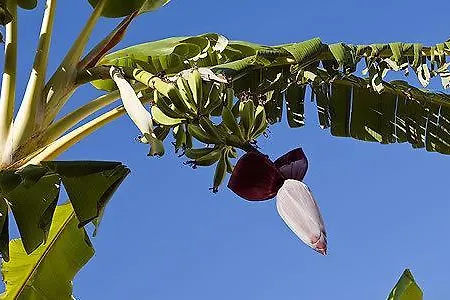 Le Pleiadi - Succhivo D'ischia Apartment *